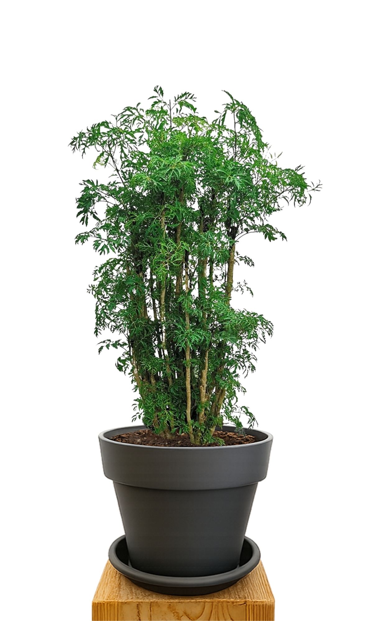 Plant kit 30 Anthracite